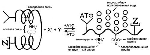 Элементарная живая машина