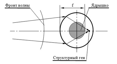 Схема активирования структурного гена