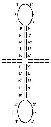 dna_c