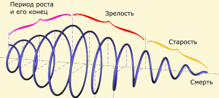 Спираль жизни